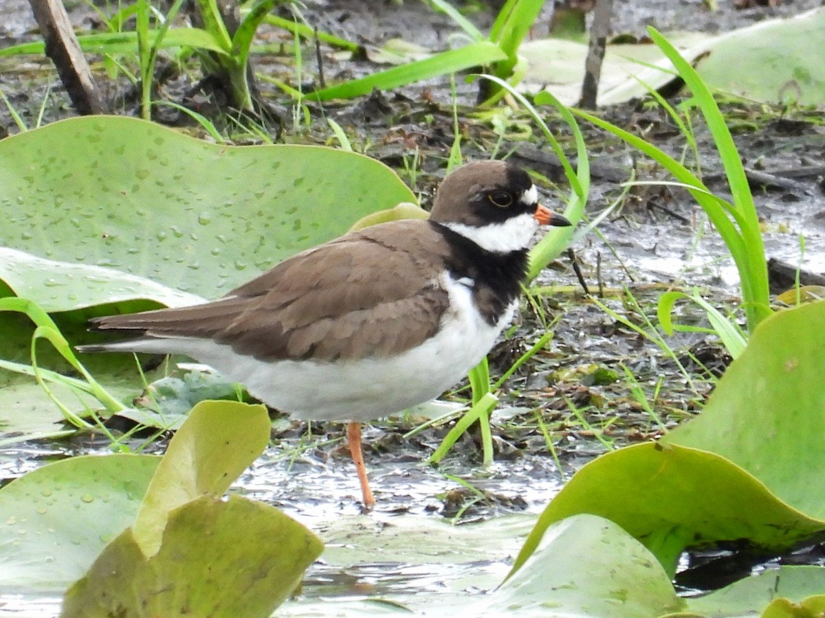Semipalmated Plover - ML637035627