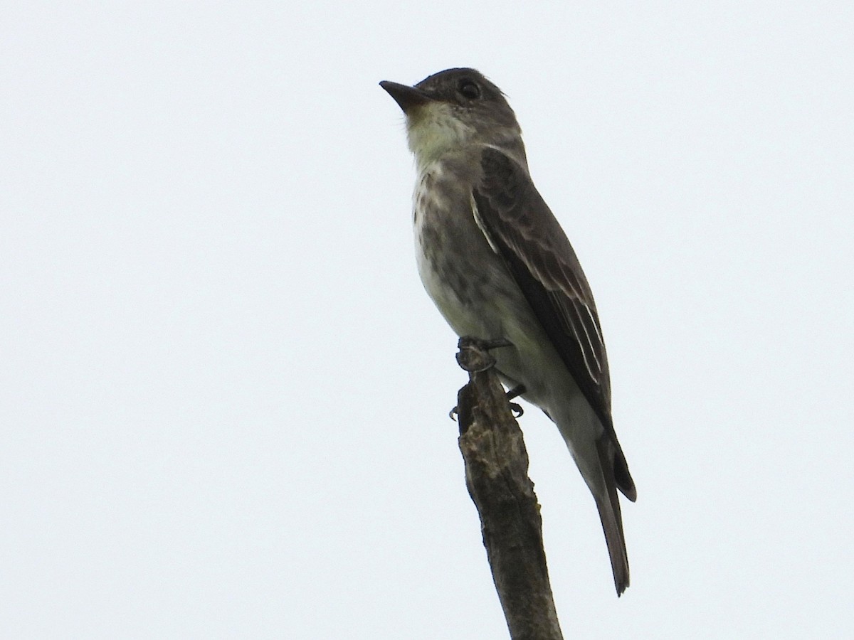 Olive-sided Flycatcher - ML637035654