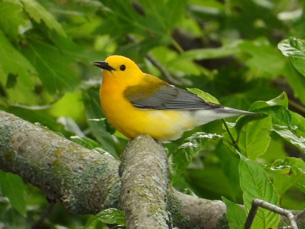 Prothonotary Warbler - ML637035690