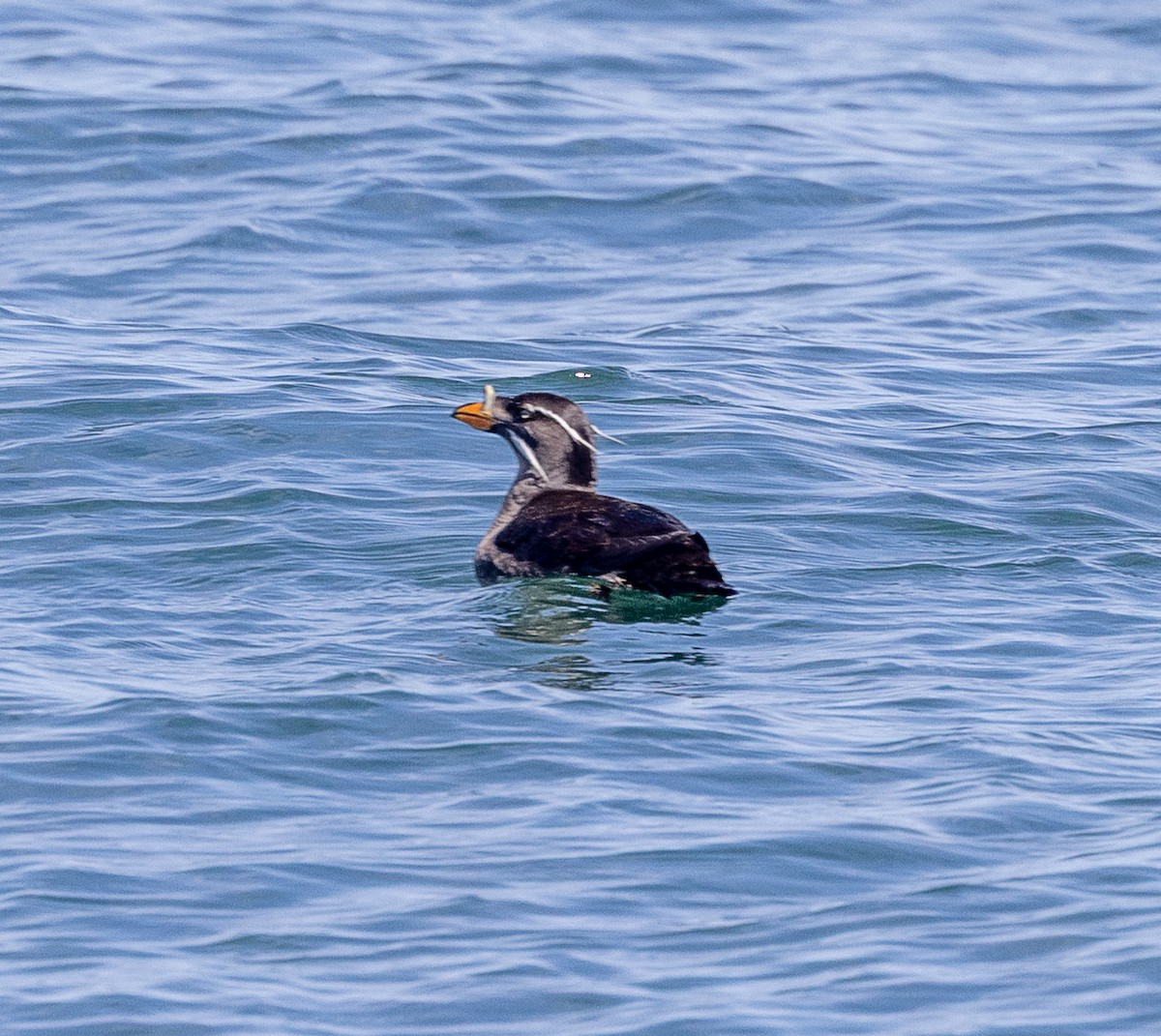 Rhinoceros Auklet - ML637035748