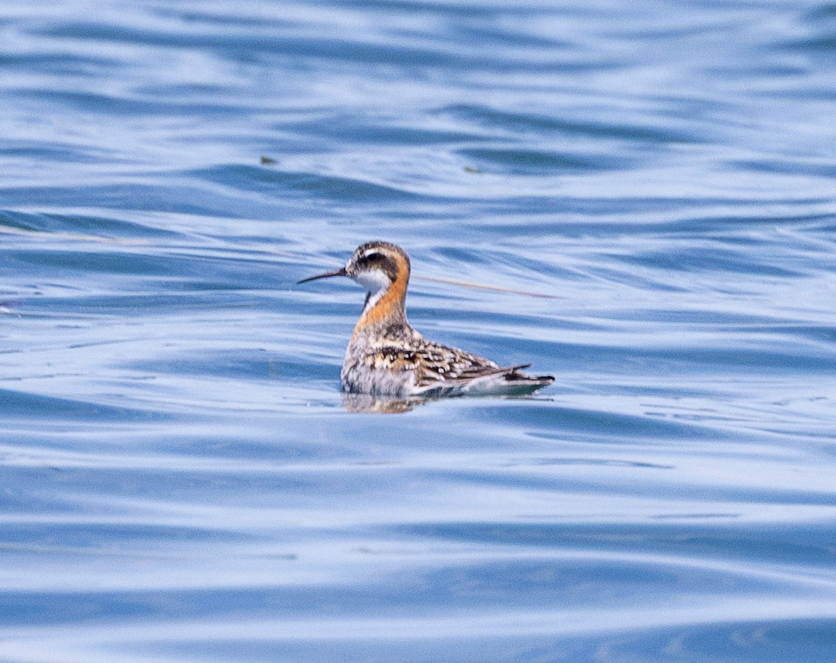 Red-necked Phalarope - ML637035756