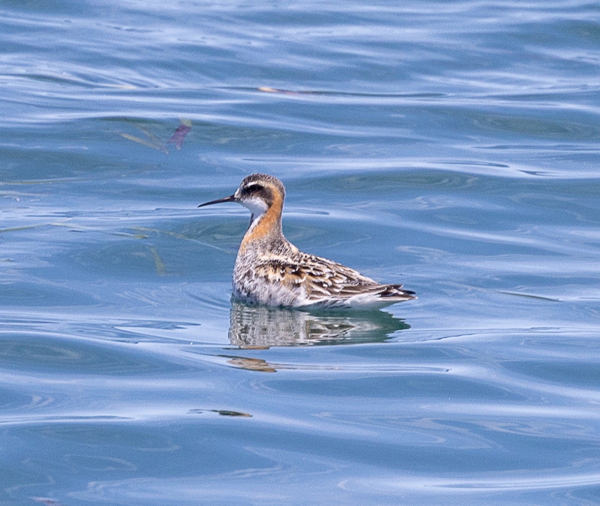 Red-necked Phalarope - ML637035757