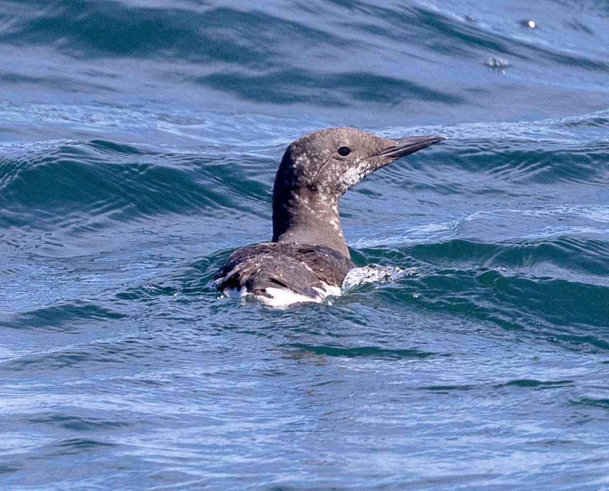 Common Murre - ML637035760