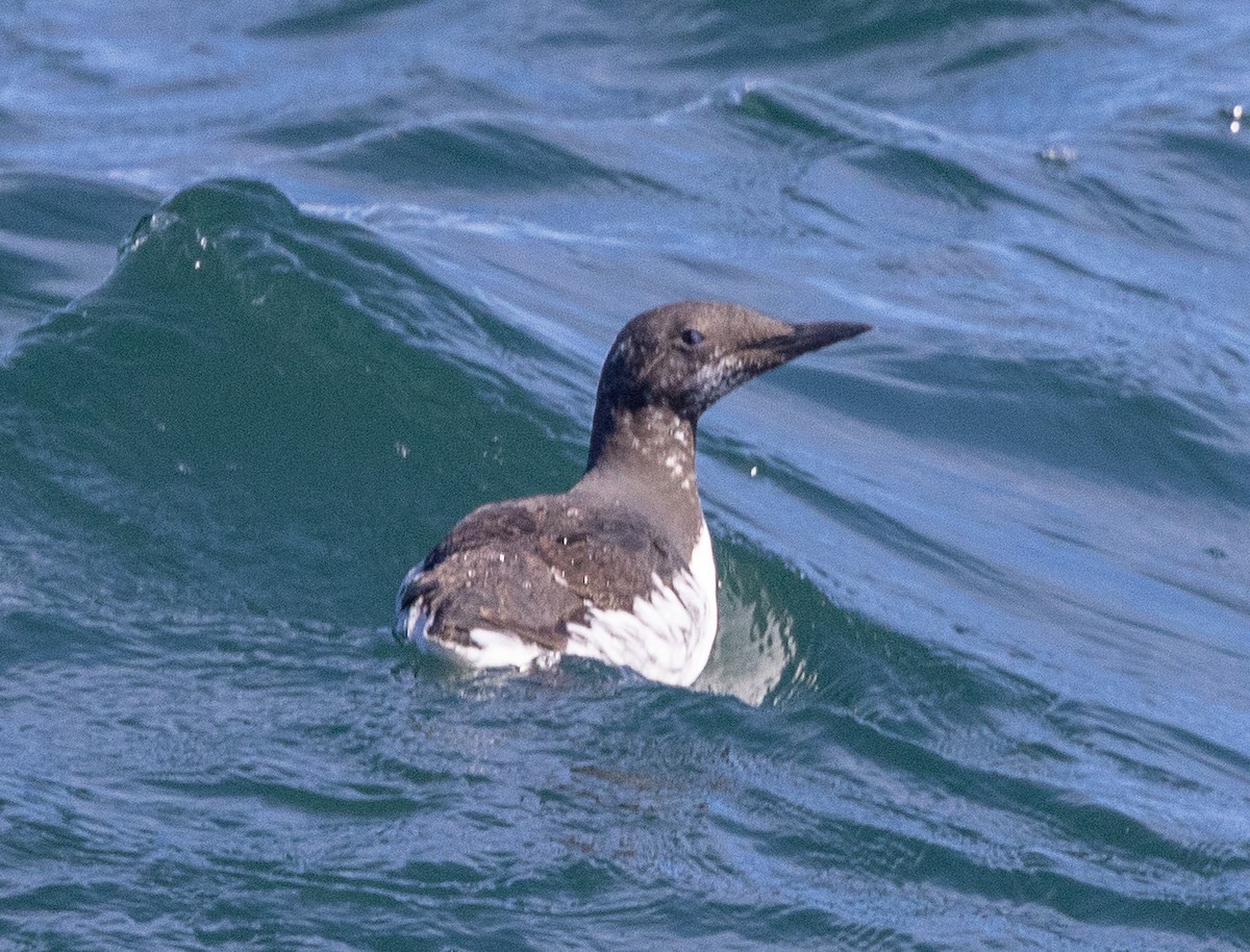 Common Murre - ML637035761