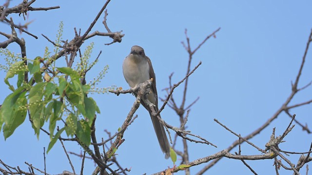 kukačka černozobá - ML637035826