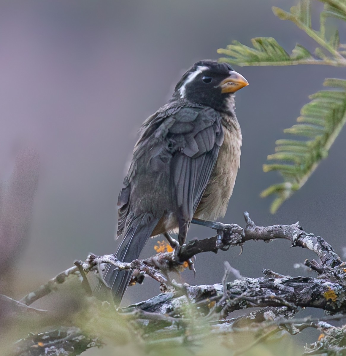 Golden-billed Saltator - ML637035836