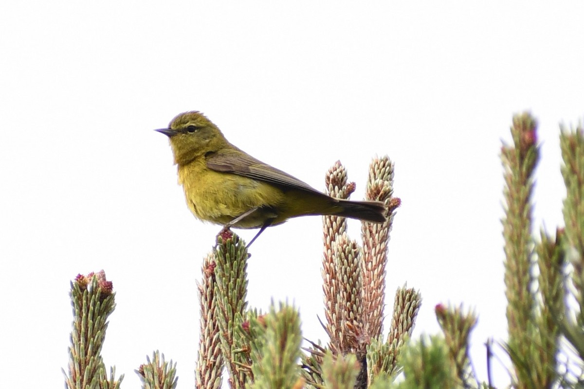 Orange-crowned Warbler - ML637036155
