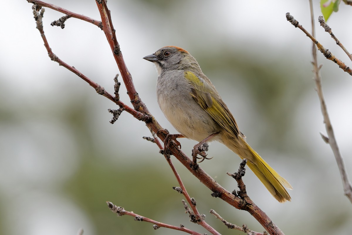 Green-tailed Towhee - ML637036158