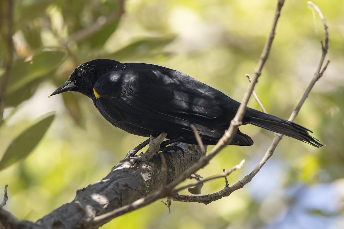Yellow-shouldered Blackbird - ML637036200