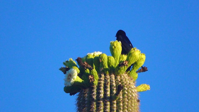 Purple Martin - ML637036248