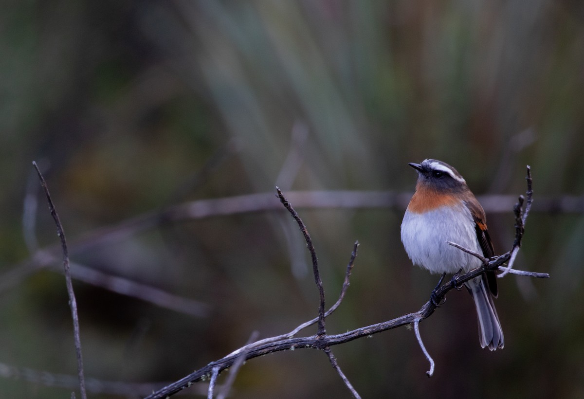 Rufous-breasted Chat-Tyrant - ML637036345