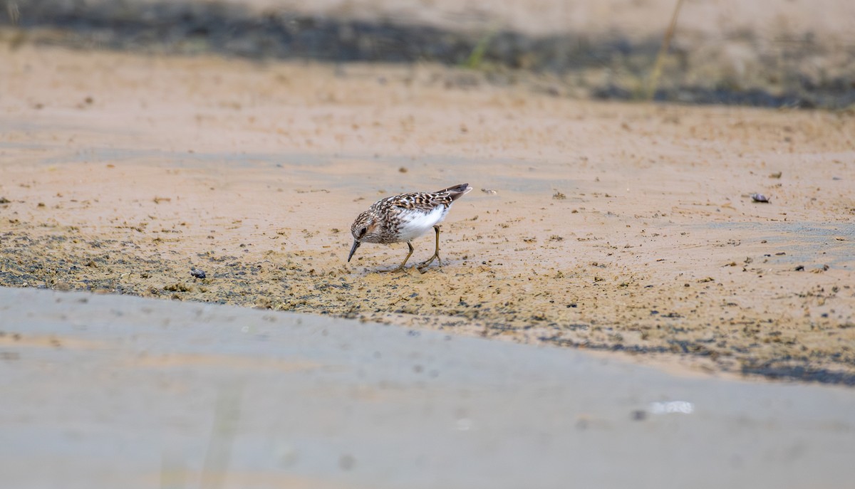 Least Sandpiper - ML637036422