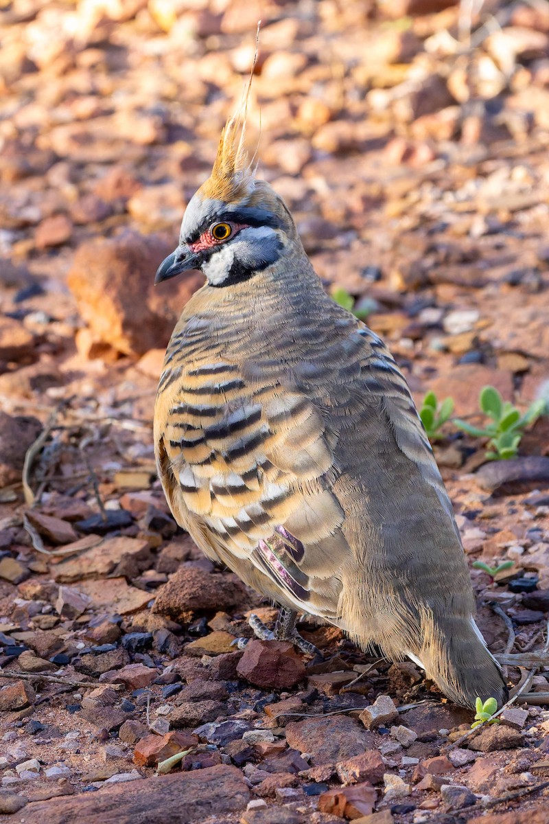 Spinifex Pigeon - ML637036568