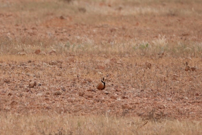 Inland Dotterel - ML637036597