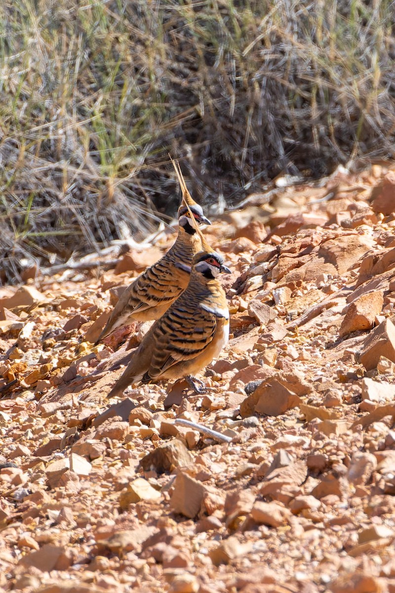 Spinifex Pigeon - ML637036603