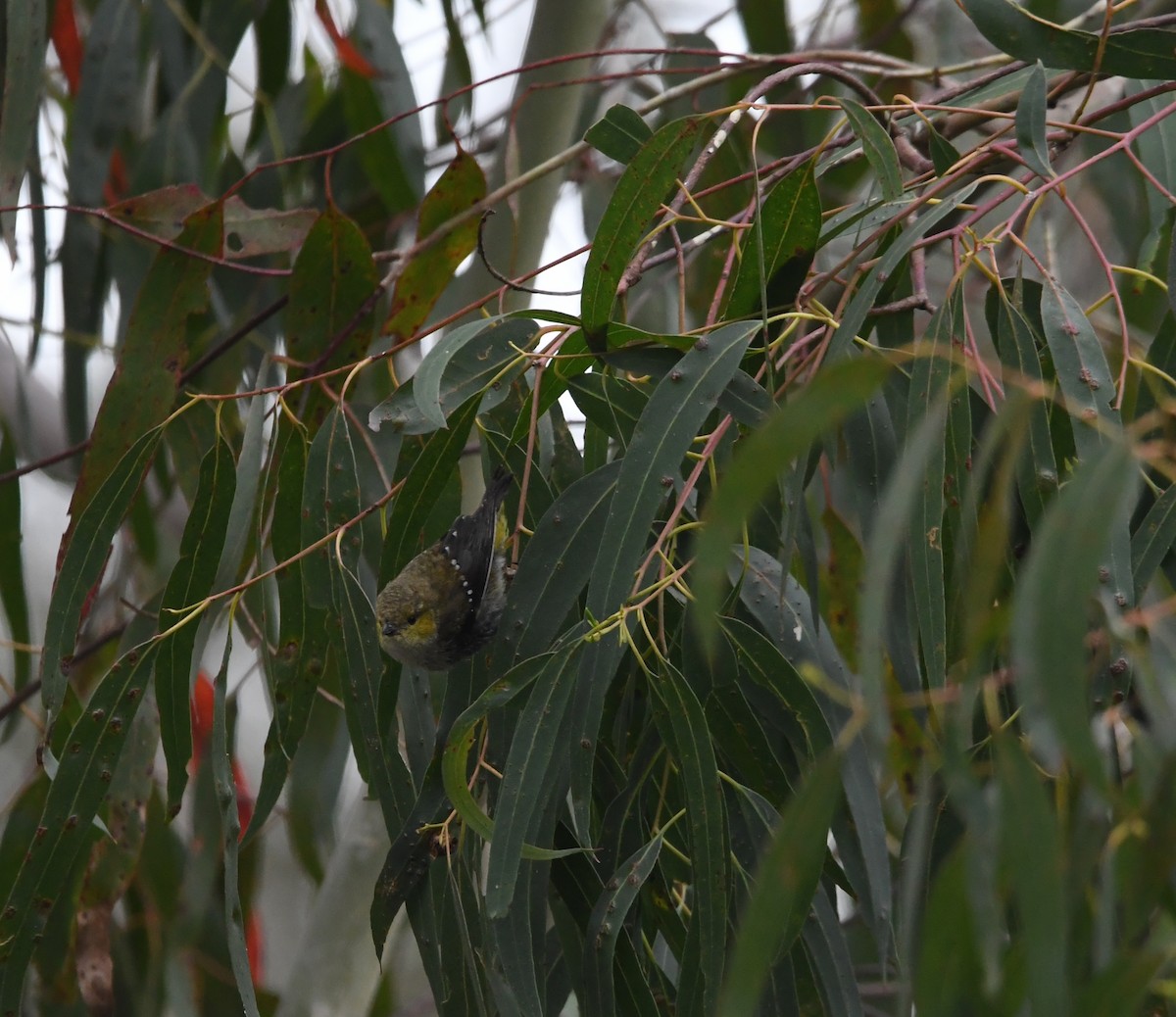 Forty-spotted Pardalote - ML637036649