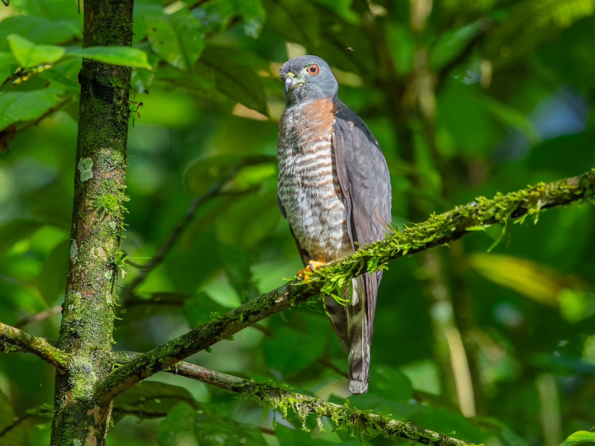 Double-toothed Kite - ML637036676