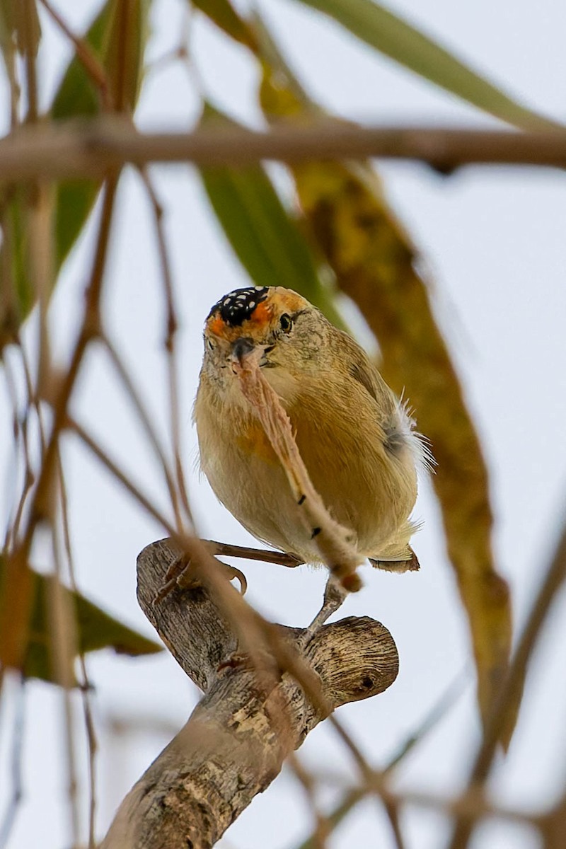 Red-browed Pardalote - ML637036731
