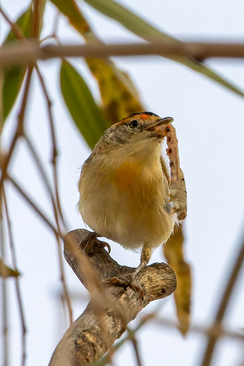 Red-browed Pardalote - ML637036732