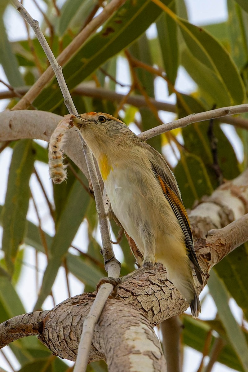 Red-browed Pardalote - ML637036733