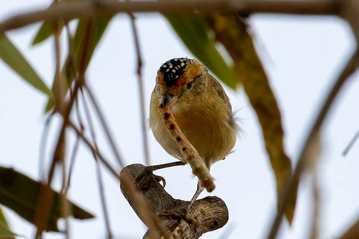 Red-browed Pardalote - ML637036734