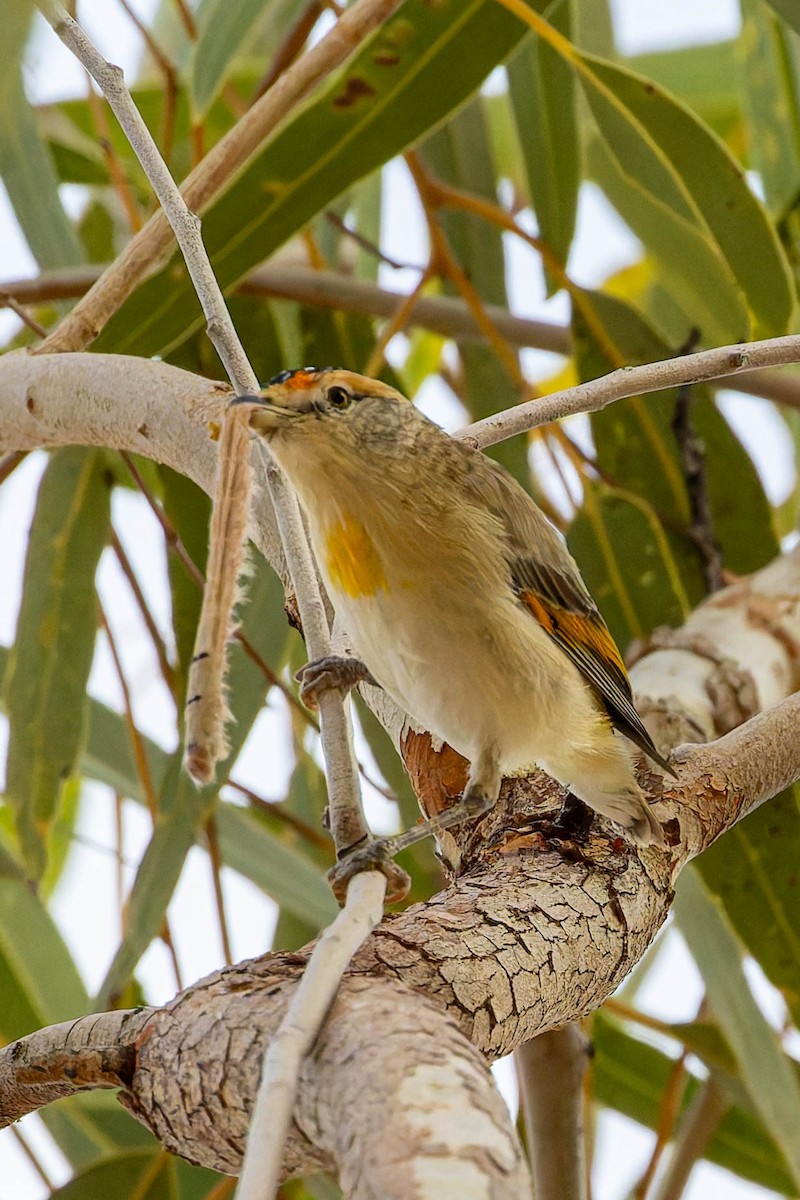Red-browed Pardalote - ML637036735