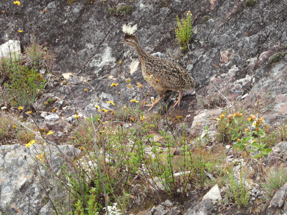 Tinamou curvirostre - ML637036791