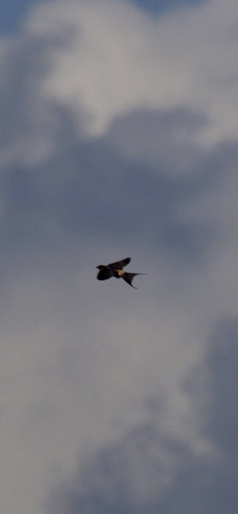 Eastern Red-rumped Swallow (Striated) - ML637036844