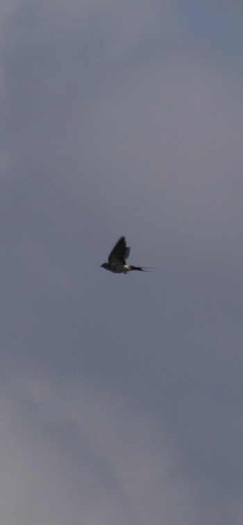 Eastern Red-rumped Swallow (Striated) - ML637036845