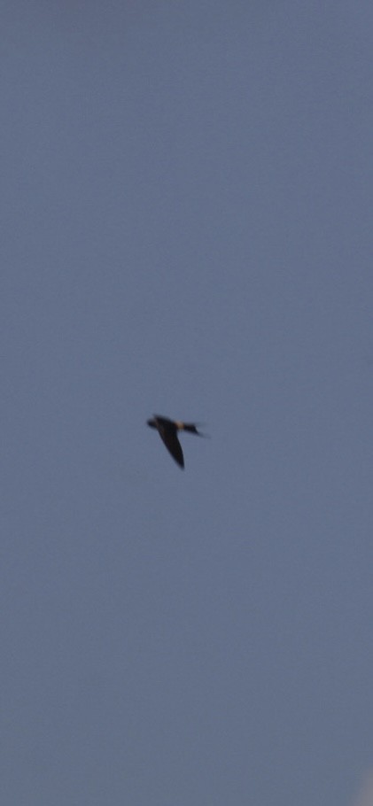Eastern Red-rumped Swallow (Striated) - ML637036846