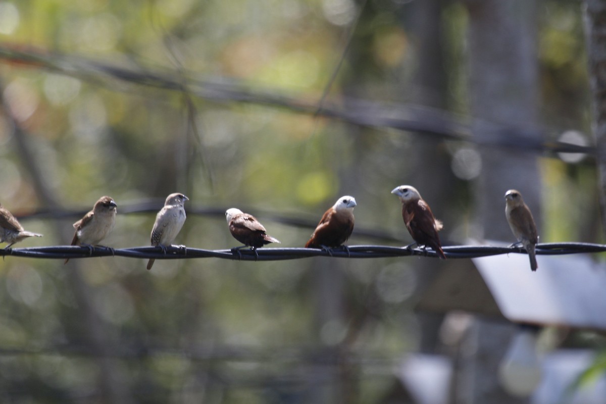 White-headed Munia - ML637036867