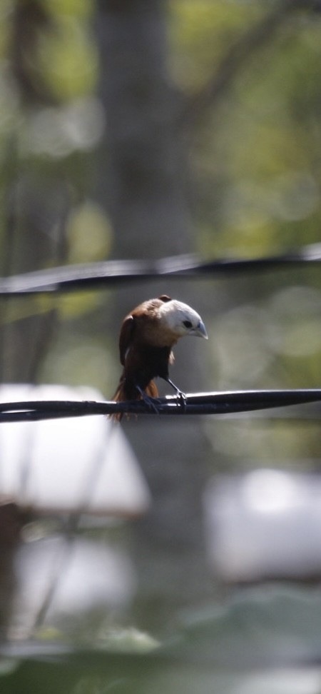 White-headed Munia - ML637036868