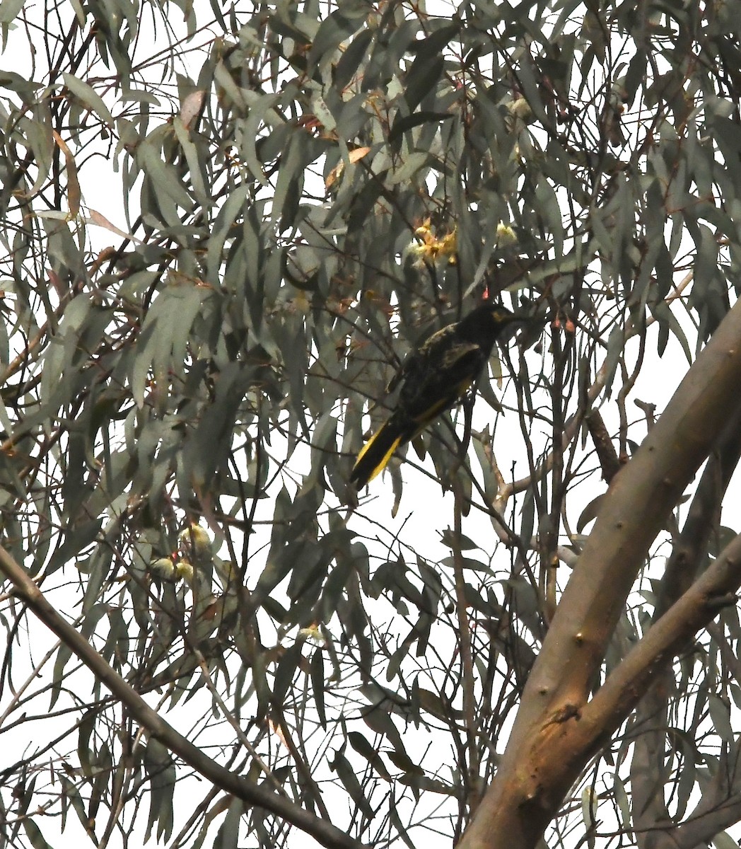 Regent Honeyeater - ML637036869