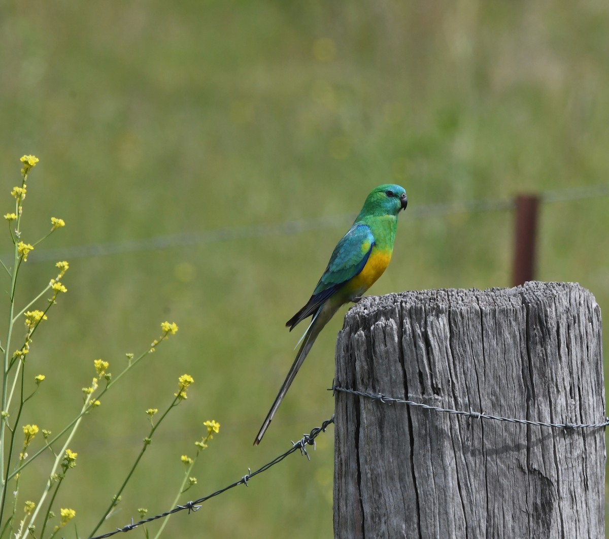 Red-rumped Parrot - ML637036884