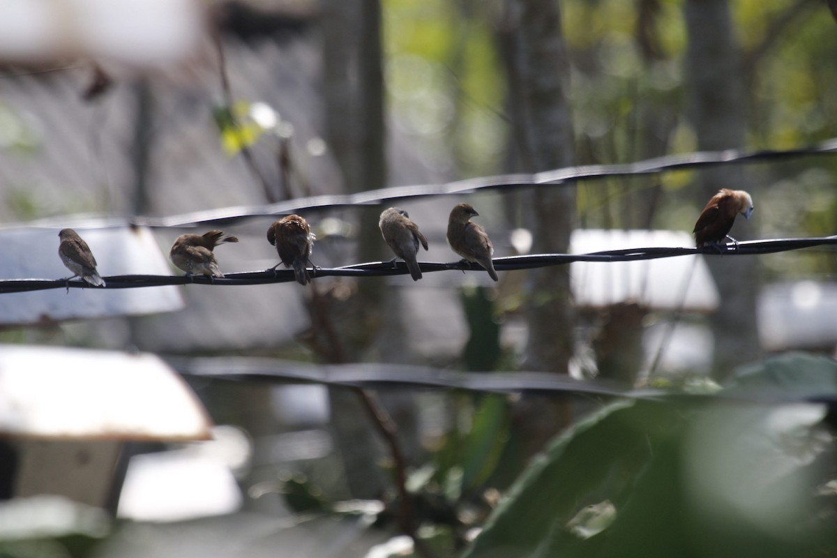 Scaly-breasted Munia - ML637036902