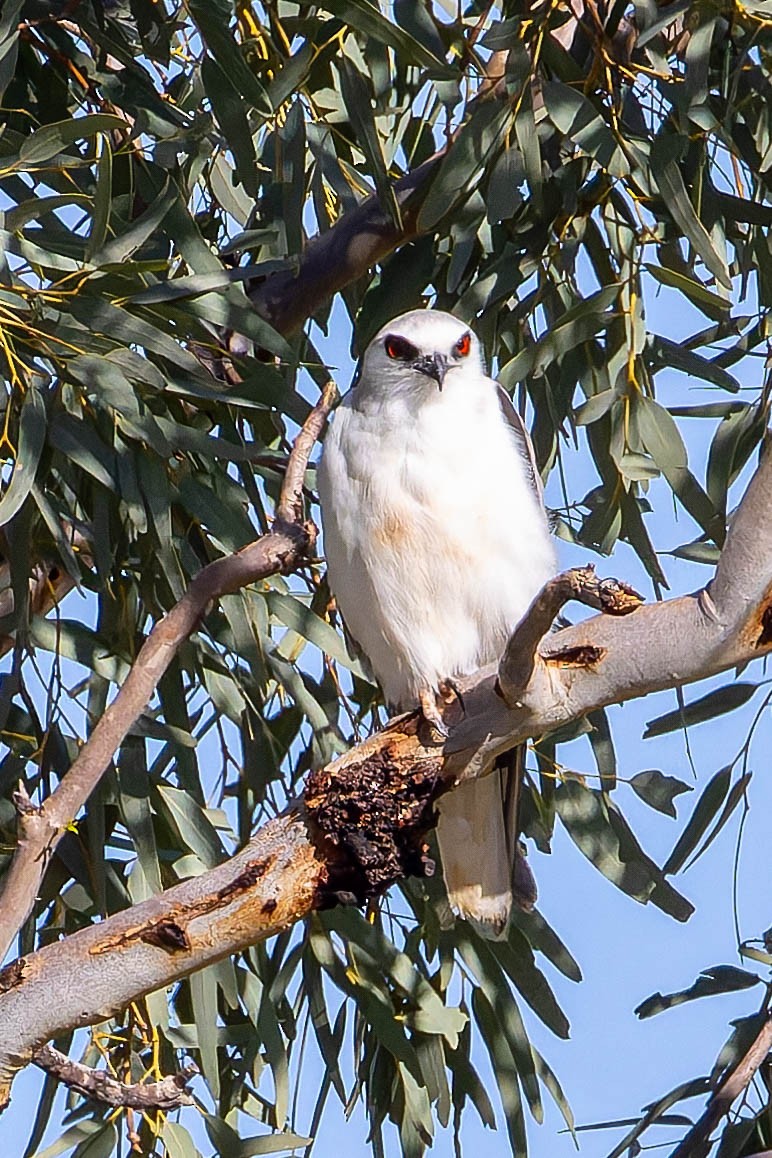 Letter-winged Kite - ML637036919