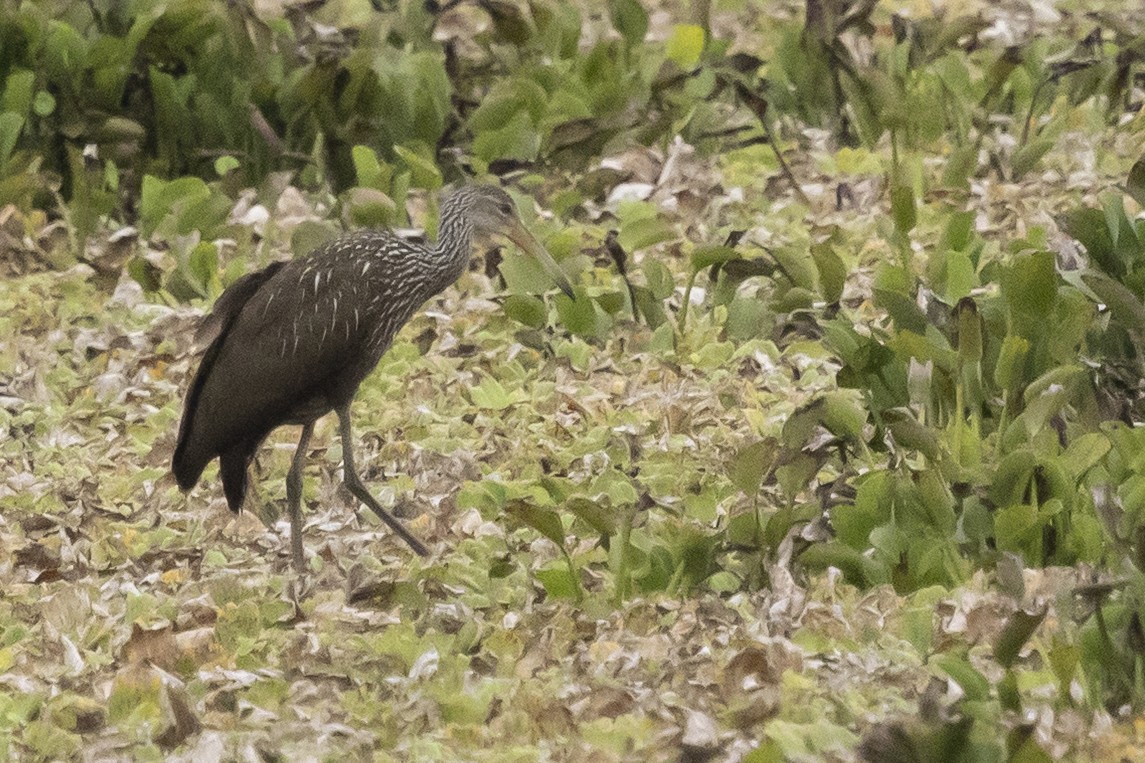 Limpkin (Speckled) - ML637036934