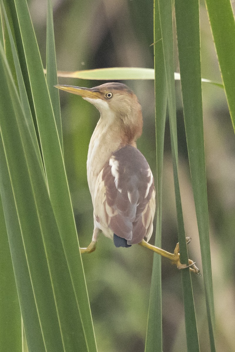Least Bittern - ML637036935