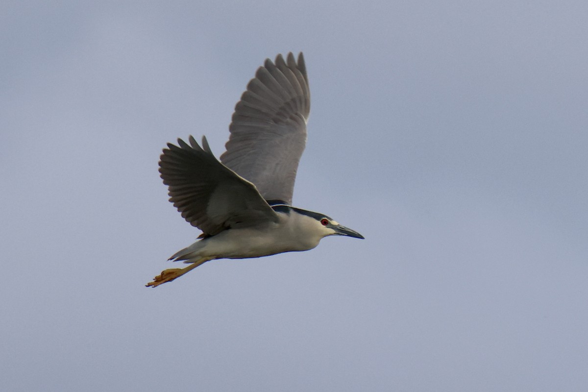 kvakoš noční - ML637036937