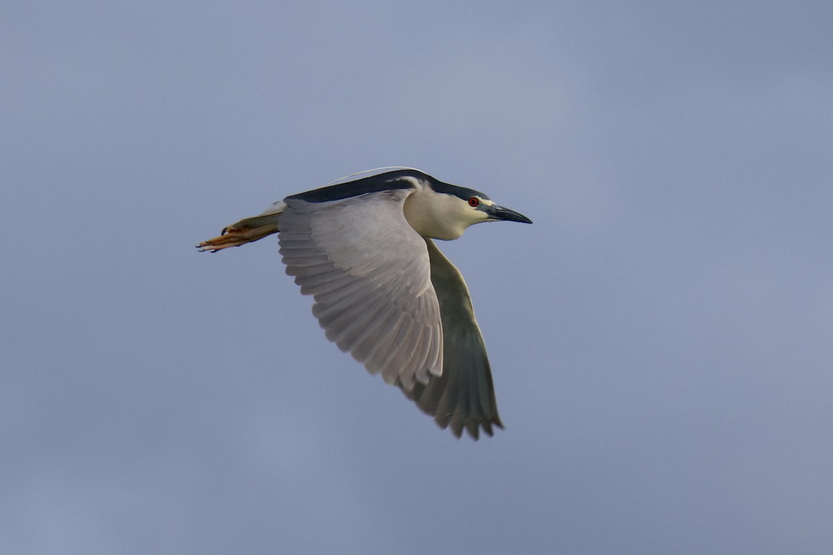 kvakoš noční - ML637036945