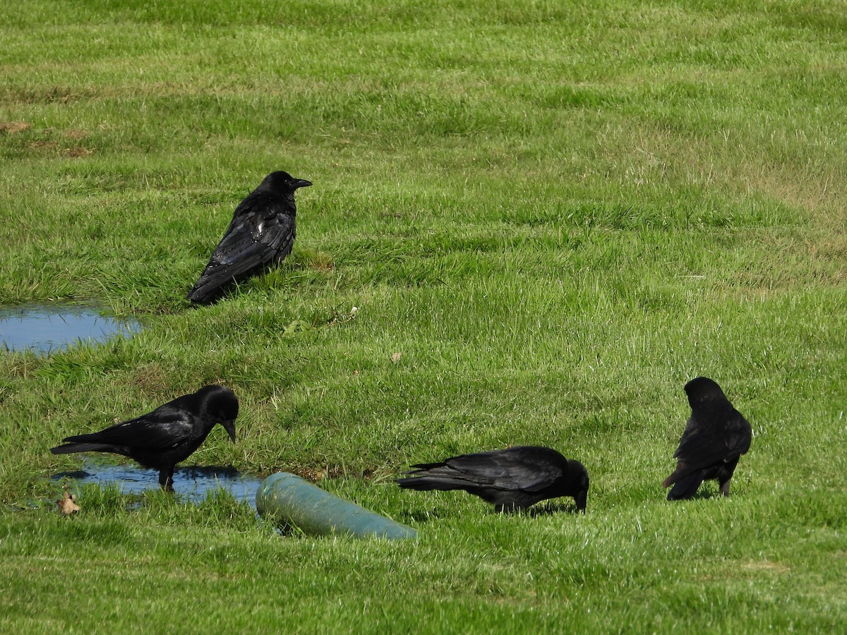 American Crow - ML637036966