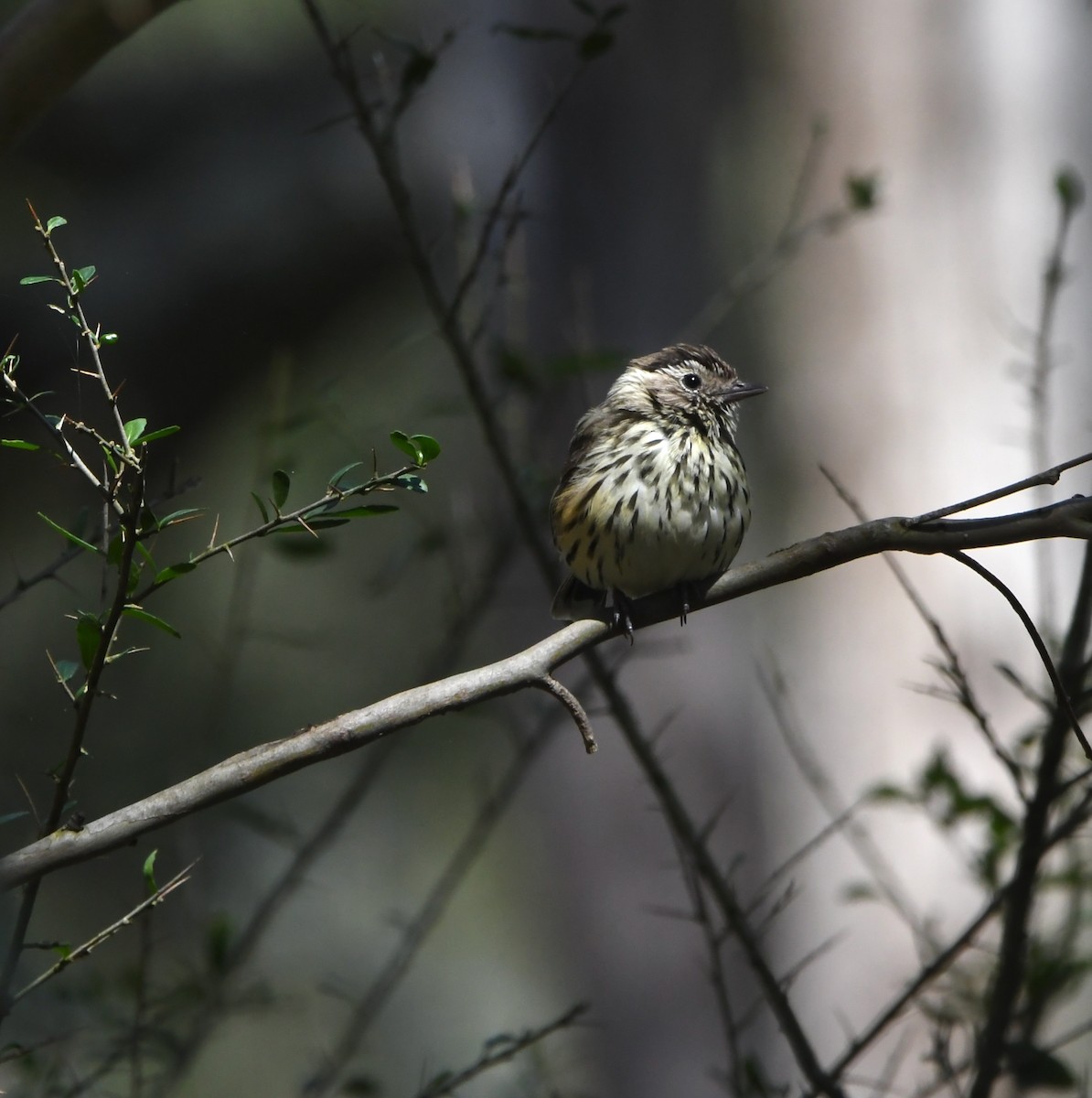 Speckled Warbler - ML637036982