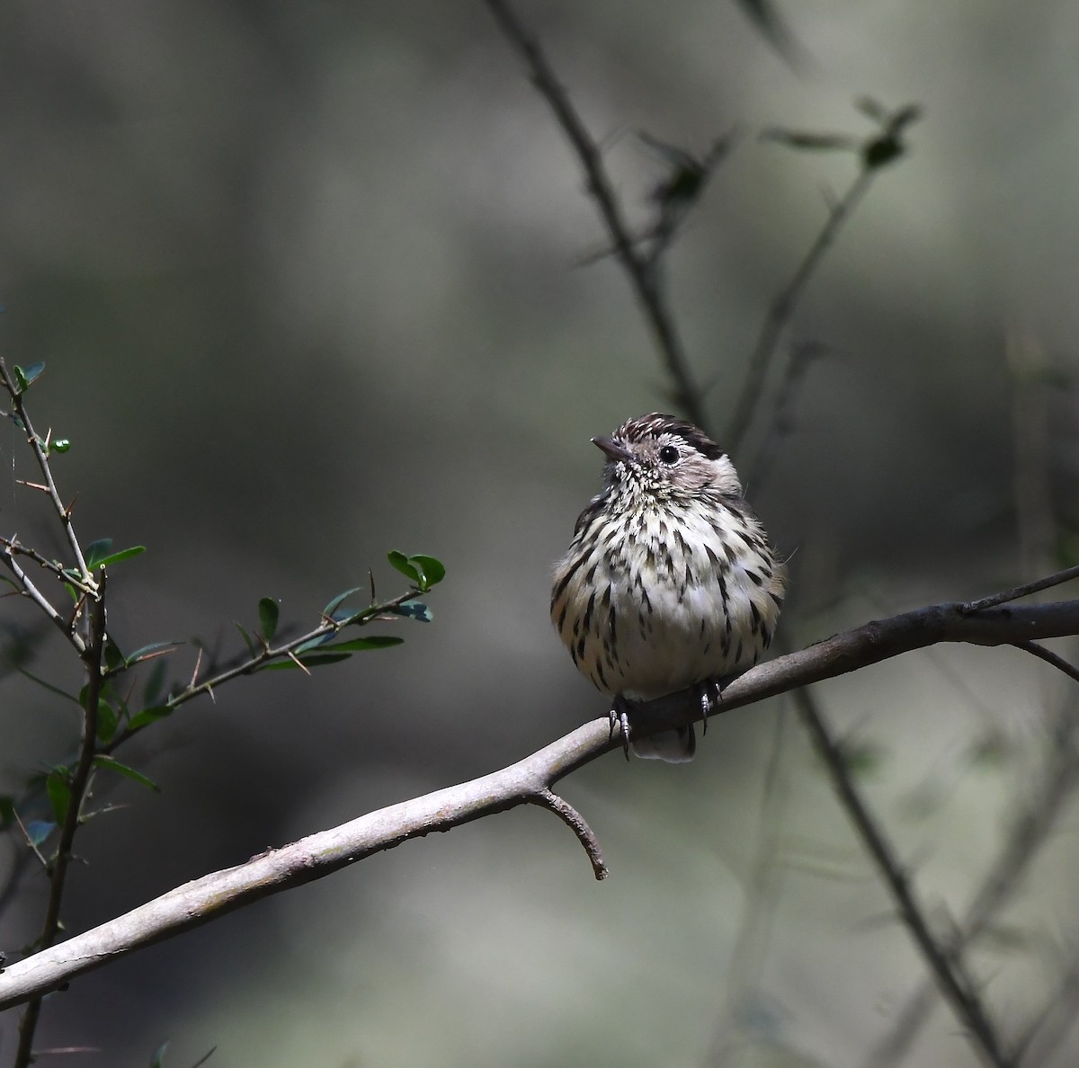 Speckled Warbler - ML637036983