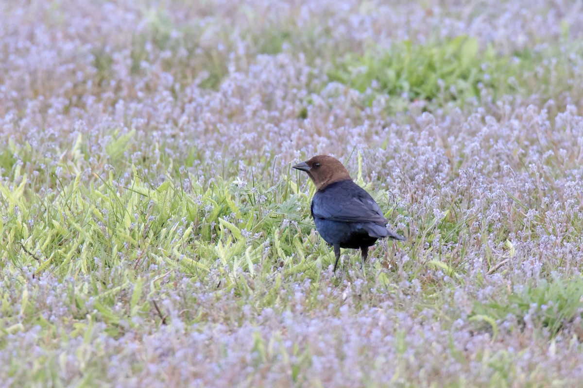 vlhovec hnědohlavý - ML637037000