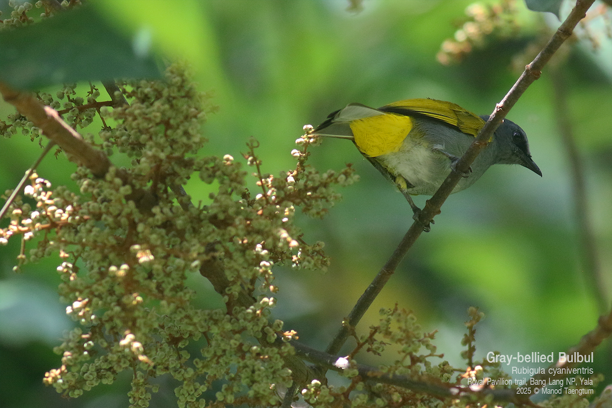 Gray-bellied Bulbul - ML637037039
