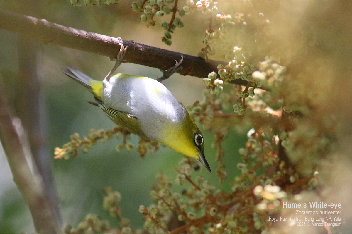 Hume's White-eye - ML637037066