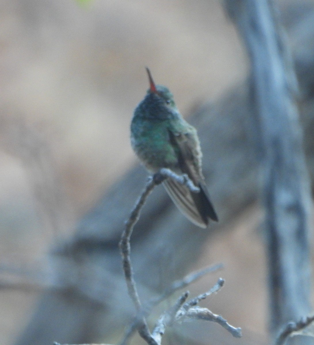 Broad-billed x Berylline Hummingbird (hybrid) - ML637037181