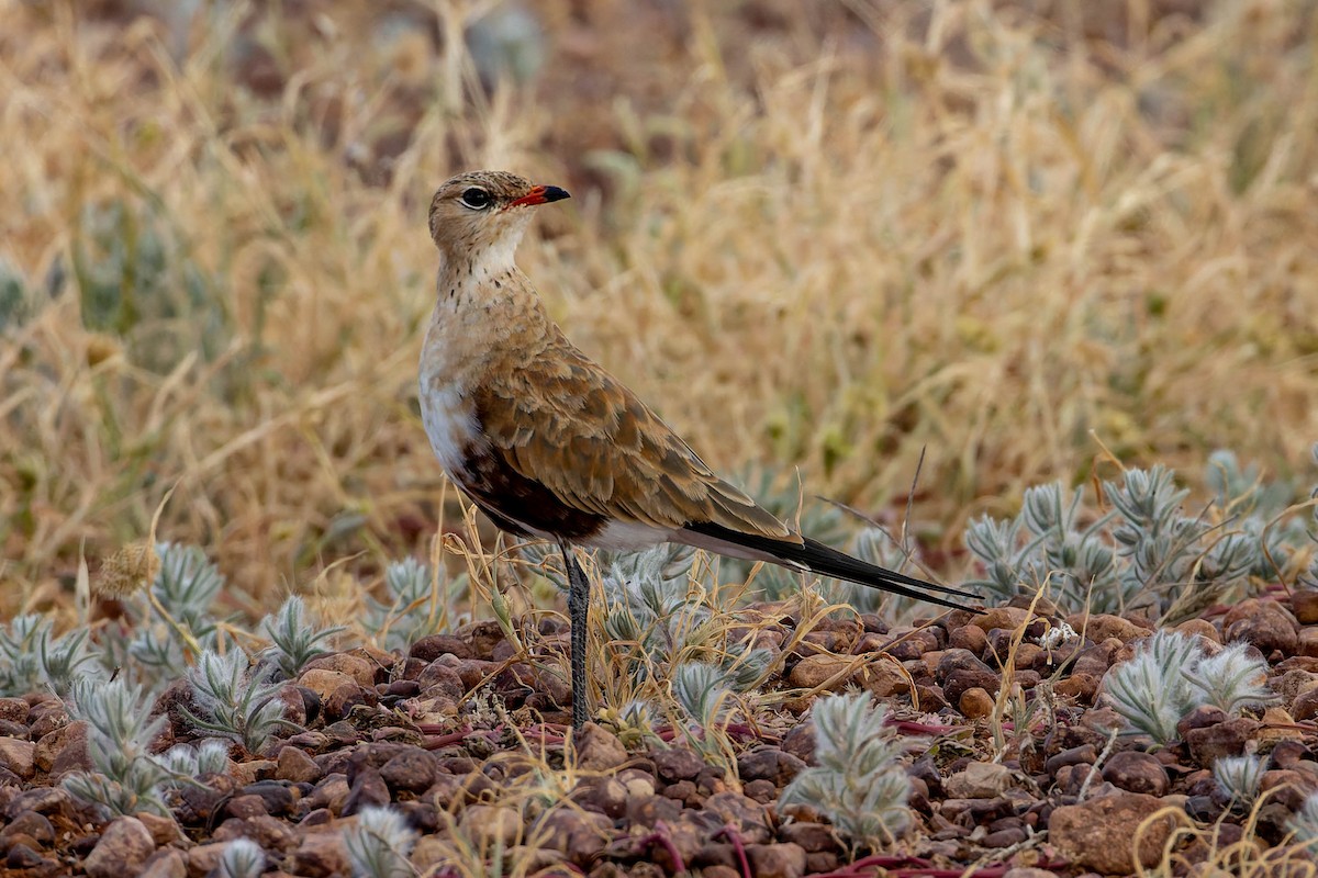 Australian Pratincole - ML637037192