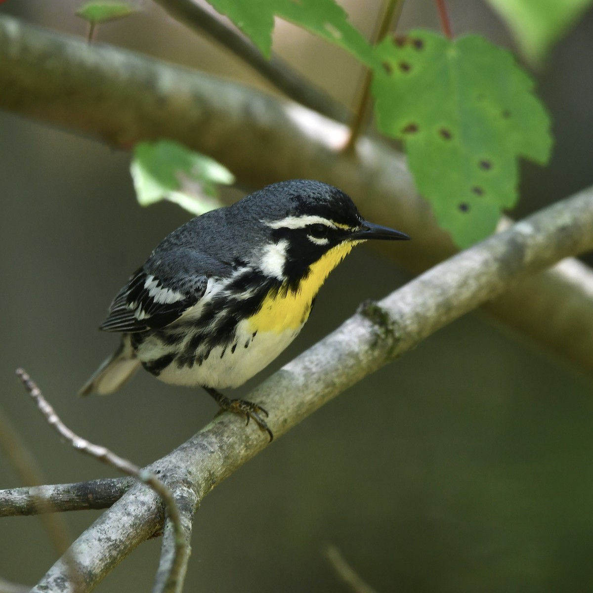 Yellow-throated Warbler - ML637037398