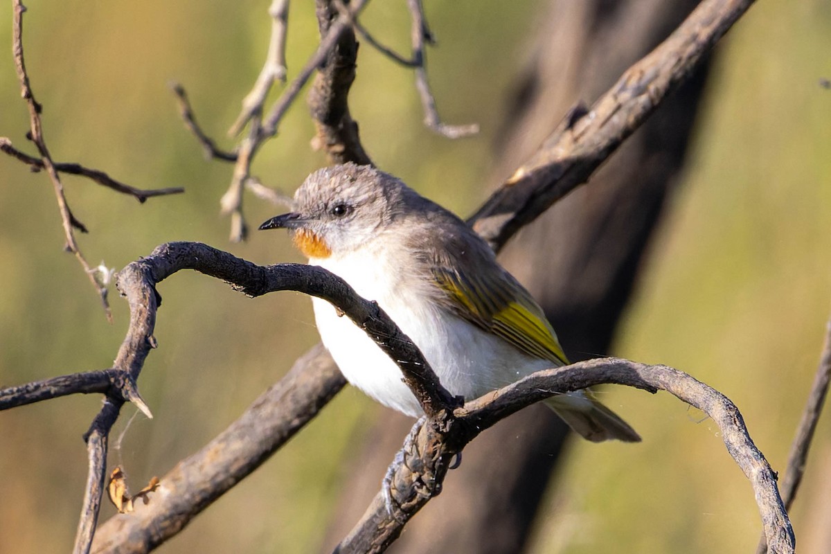 Rufous-throated Honeyeater - ML637037441